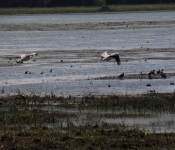 MNRiverPelicans 2014 09 025